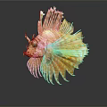 Vibrant Striped Lionfish With Fan Like Fins On Dark Background And Reflection