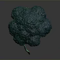 Fresh Green Broccoli Head as Healthy Nutritious Vegetable for Daily Meals