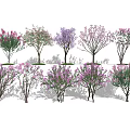Various Types of Flowering Trees with Colorful Blooms and Different Shapes