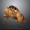 Close Up View Of Brown Cicada Exuvia With Detailed Texture On Dark Background