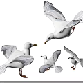 White and Gray Seagulls in Various Flying and Standing Poses Isolated on White Background
