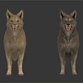Two Wolves Standing With Light Brown And Dark Gray Fur On White Background 3d model