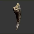 Ancient Organ Fossil Featuring Natural Brown And Beige Textured Surface