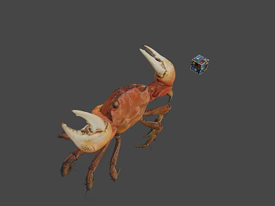 Appetizing Red Steamed Crab With Large White Claws And Colorful Cube 3d model