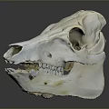 Horse Skull Display With Natural Texture And Visible Teeth On Gray Background