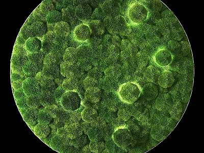 Microscopic View Of Green Moss Showing Dense Natural Texture And Circular Structures 3d model