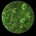 Microscopic View Of Green Moss Showing Dense Natural Texture And Circular Structures