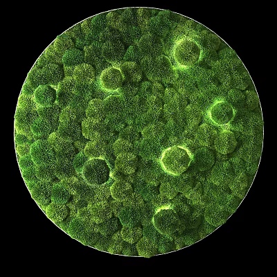 Microscopic View Of Green Moss Showing Dense Natural Texture And Circular Structures 3d model