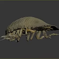 Giant Isopod Aquatic Creature With Light Beige Segmented Body And Exoskeleton In Deep Sea