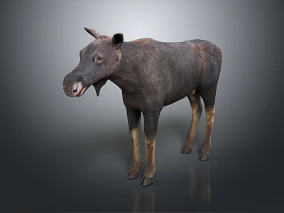 Realistic Tapir 3D Model With Dark Brown Body And Light Colored Legs Standing In Studio 3d model