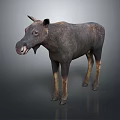 Realistic Tapir 3D Model With Dark Brown Body And Light Colored Legs Standing In Studio