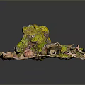 Natural Plant Landscape With Green Moss Fallen Leaves And Small Twigs In Irregular Shape