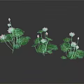 Pink Lotus Flowers With Green Leaves Floating On Water Surface And Reflections In Gray Background
