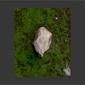 Natural Outdoor Moss Covered Ground With Large Stone Small Plants And Feather