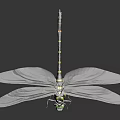 Dragonfly With Green Eyes Black And Yellow Striped Body And Black Wings On Light Background