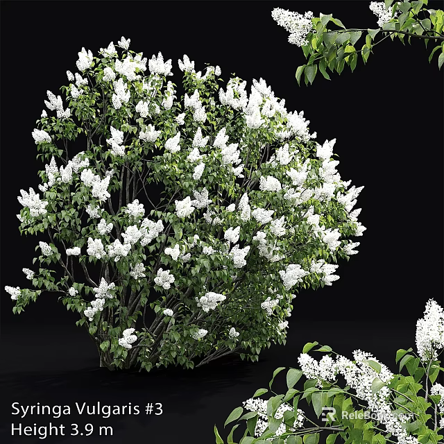 Natural Style Decorative Ornament Set With White Flowers And Green Leaves 3d model 