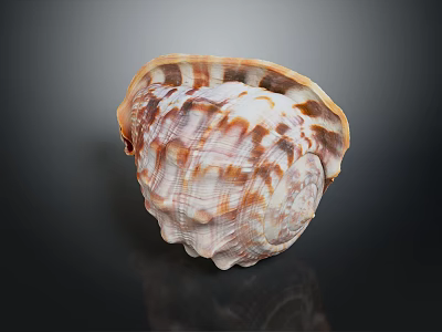 Elegant Decorative Ornament Combination With Natural Unique Shell For Home Tabletop 3d model