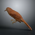 Brown Bird Standing On Smooth Surface With Gray Background Soft Lighting Focused On Feathered Creature