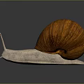 Snail Cartoon Snail Small Snail Reptile Cold Blooded Animal Reptile 3d model
