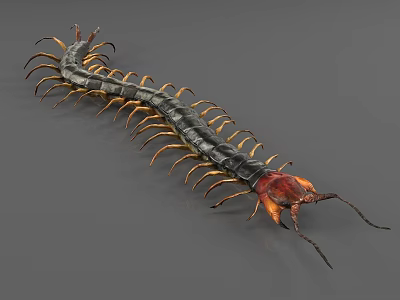 Realistic Reptile Centipede With Long Black Body Golden Legs And Red Orange Head 3d model