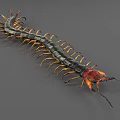 Realistic Reptile Centipede With Long Black Body Golden Legs And Red Orange Head