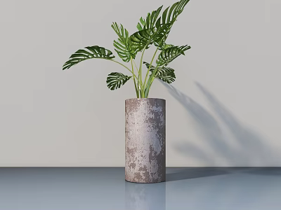Potted Monstera Plant in Cylindrical Textured Gray Pot on Smooth Blue Tabletop with Light Wall 3d model