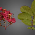 Lush Plant Featuring Dark Green Veined Compound Leaves And Pink Blooming Flowers With Buds