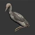 Gray and White Loon Bird Standing on Black Surface with Gray Background