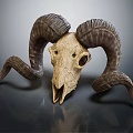 Decorative Ornament Set with Ram Skull and Curved Horns Vintage Natural Style for Home Decor