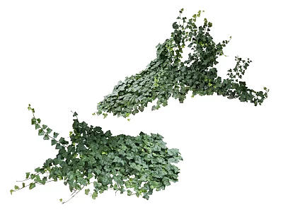 Lush Green Vines With Fresh Leaves Natural Growth Pattern And Trailing Branches 3d model