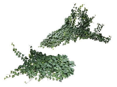 plant vine 3d model