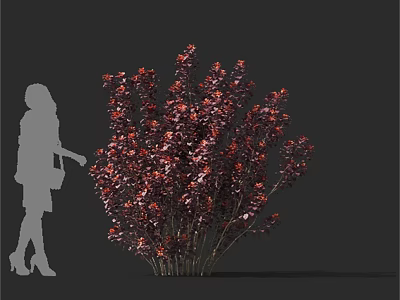 Red Leaf Arbor Tree For Landscape Design With Size Proportion And Ornamental Features 3d model