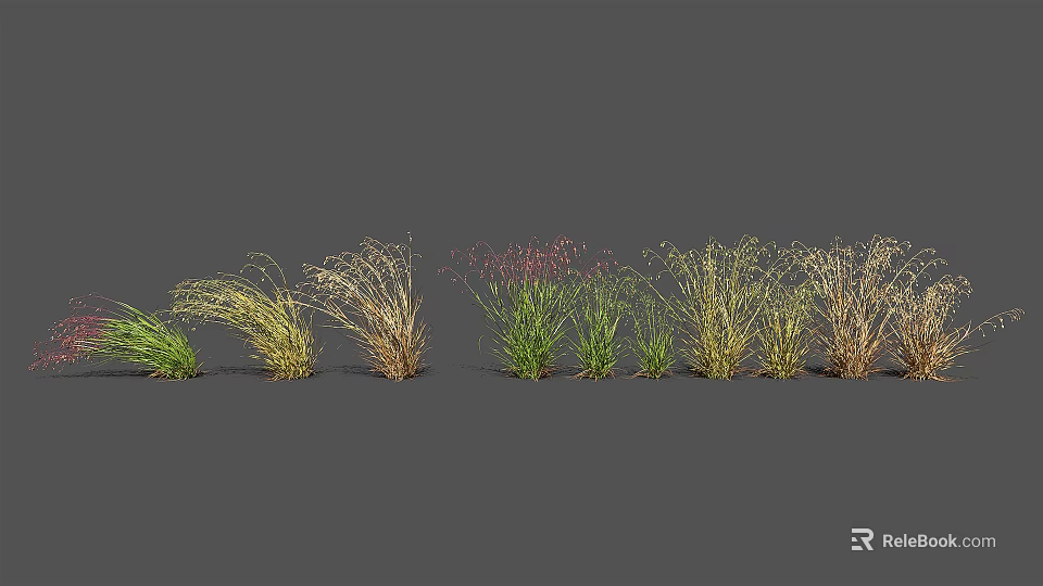 Various Ornamental Grass Varieties in Green Yellow Brown Tones Arranged for Garden 3d model 