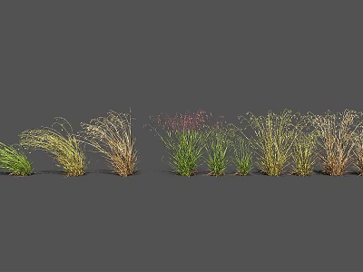 Various Ornamental Grass Varieties in Green Yellow Brown Tones Arranged for Garden 3d model