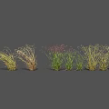 Various Ornamental Grass Varieties in Green Yellow Brown Tones Arranged for Garden