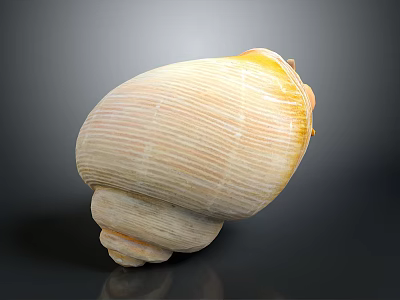 Sea Snail With Light Yellow Striped Shell And Spiral Base On Dark Background 3d model