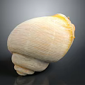 Sea Snail With Light Yellow Striped Shell And Spiral Base On Dark Background