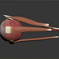 Detailed Human Eyeball 3D Model Showing Anatomical Structure With Iris Blood Vessels And Muscles