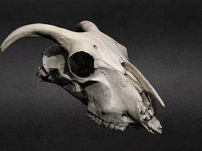 Animal Skull With Large Curved Horns And Detailed Bone Structure Isolated On Dark Background 3d model