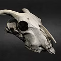 Animal Skull With Large Curved Horns And Detailed Bone Structure Isolated On Dark Background