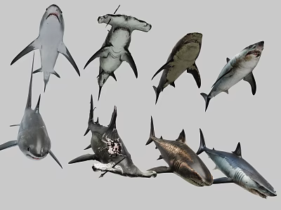Various Shark Species Swimming in Different Poses Against Gray Background 3d model
