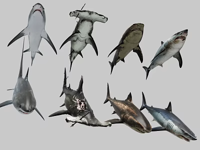 Various Shark Species Swimming in Different Poses Against Gray Background 3d model