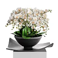 Potted Bonsai Plant With White Flowers And Green Leaves In Black Pot