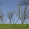 Trees with some white flowers and bare branches under blue sky on green grass