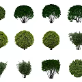 Various Green Shrub Varieties With Different Shapes For Landscaping Use 3d model