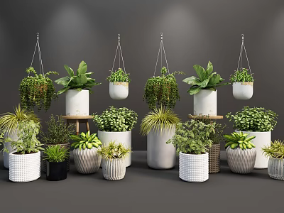 Bonsai Potted Plants Display With Hanging Varieties On Stands And Decorative Pots 3d model