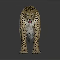Leopard With Spotted Fur Standing On Dark Surface Showing Open Mouth And Reflection 3d model