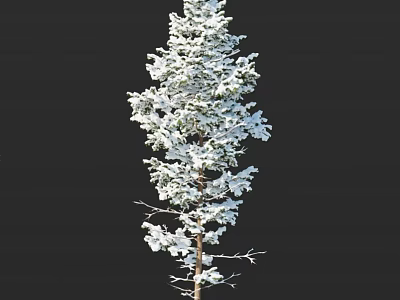 Snow Covered Arbor With White Snow Accumulated On Its Branches In Winter 3d model