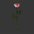 Beautiful Pink Rose Plant with Green Stem and Leaves on Gray Background