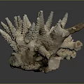 Coral Skeleton Structure In Marine Aquatic Life With Spiny Natural Formation